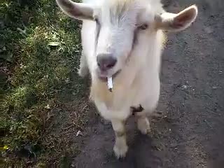 NWIzXzEzMDg2NjQ1MzQxNA==_o_a-goat-with-cigarette.jpg