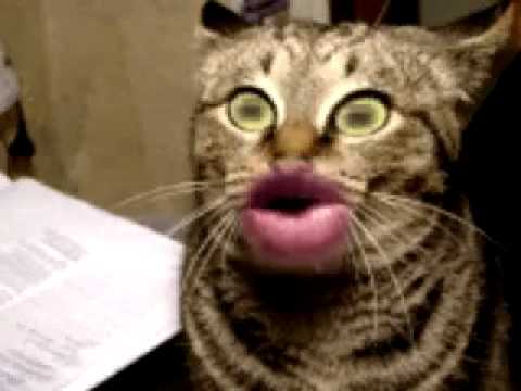 Birthday Funny Images on Funny Cat Singing Happy Birthday  Funny Animals   Popscreen