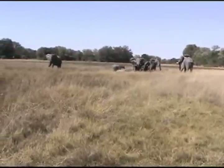 Elephant charges jeep #3