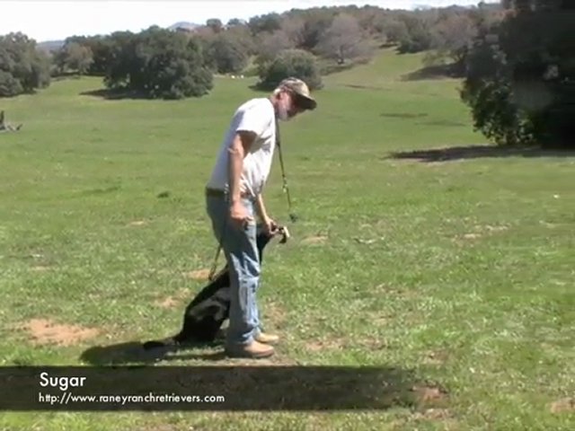 Best Hunt Dog Training San diego | PopScreen