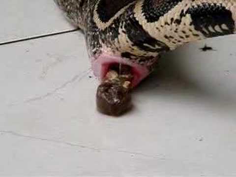 How do snakes defecate?