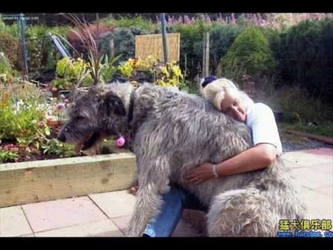 Largest   World on Vwhkogvvcfjfemsx O Worlds Biggest Dog Jpg